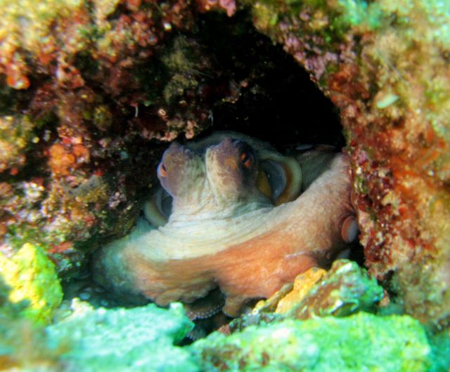 Ilustraní foto (Chobotnice, Elba)