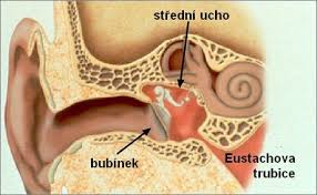 Støední ucho - ilustrace