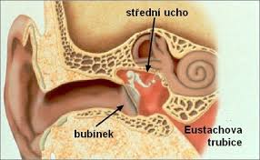 Stední ucho - ilustrace