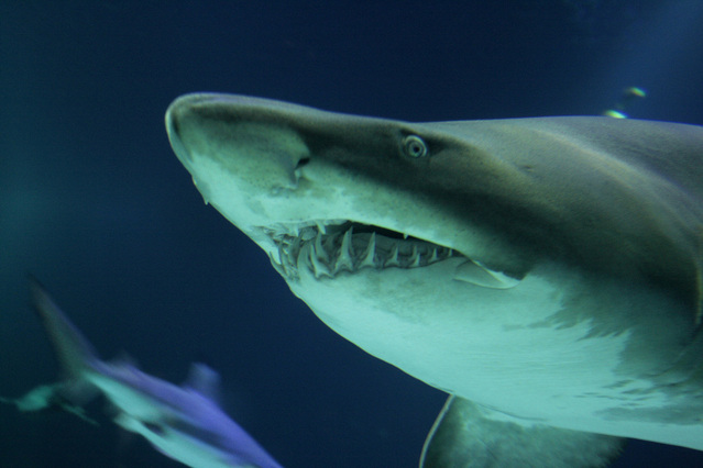 Shark